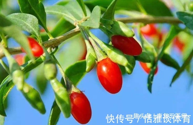 泡水|枸杞到底生吃好，还是泡水喝好？很多人都搞错了，不妨来了解下