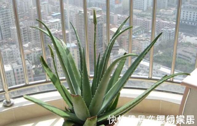 秋天养芦荟，4个小技巧，花箭一米高，冒芽20多，又壮又肥