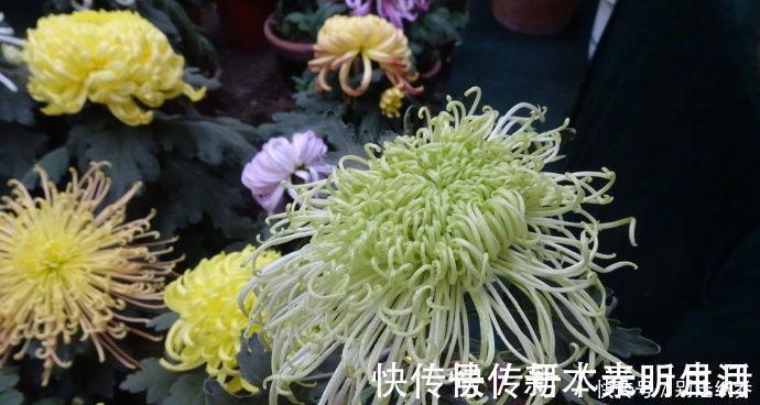 花型|3种花超让人喜欢，美若牡丹芍药，又美又香，花期长，盆栽也可以