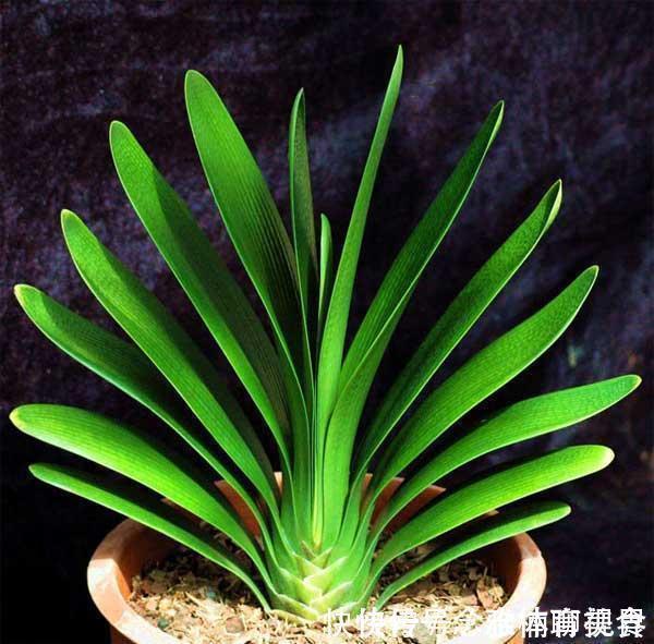 花生壳|无论养什么花,加3种“东西”,啥花都疯长,根粗叶绿,开花多