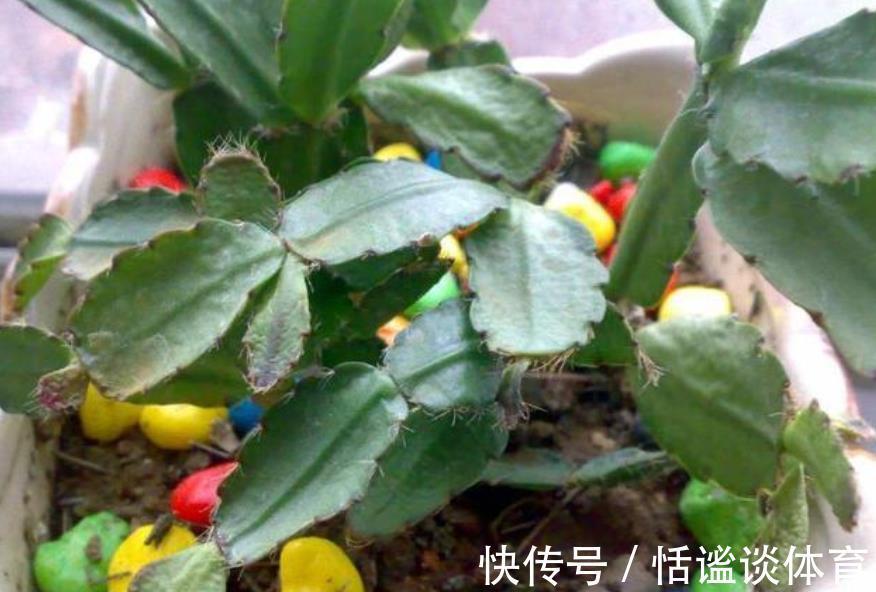 烂根|秋冬蟹爪兰叶片软软的,教你一个小技巧,叶片硬朗花开爆盆