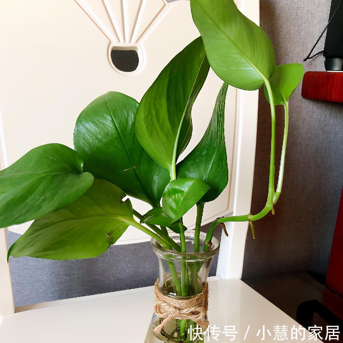 放在通风|冬天如何养好绿箩,注意这4点,不黄叶还长势好