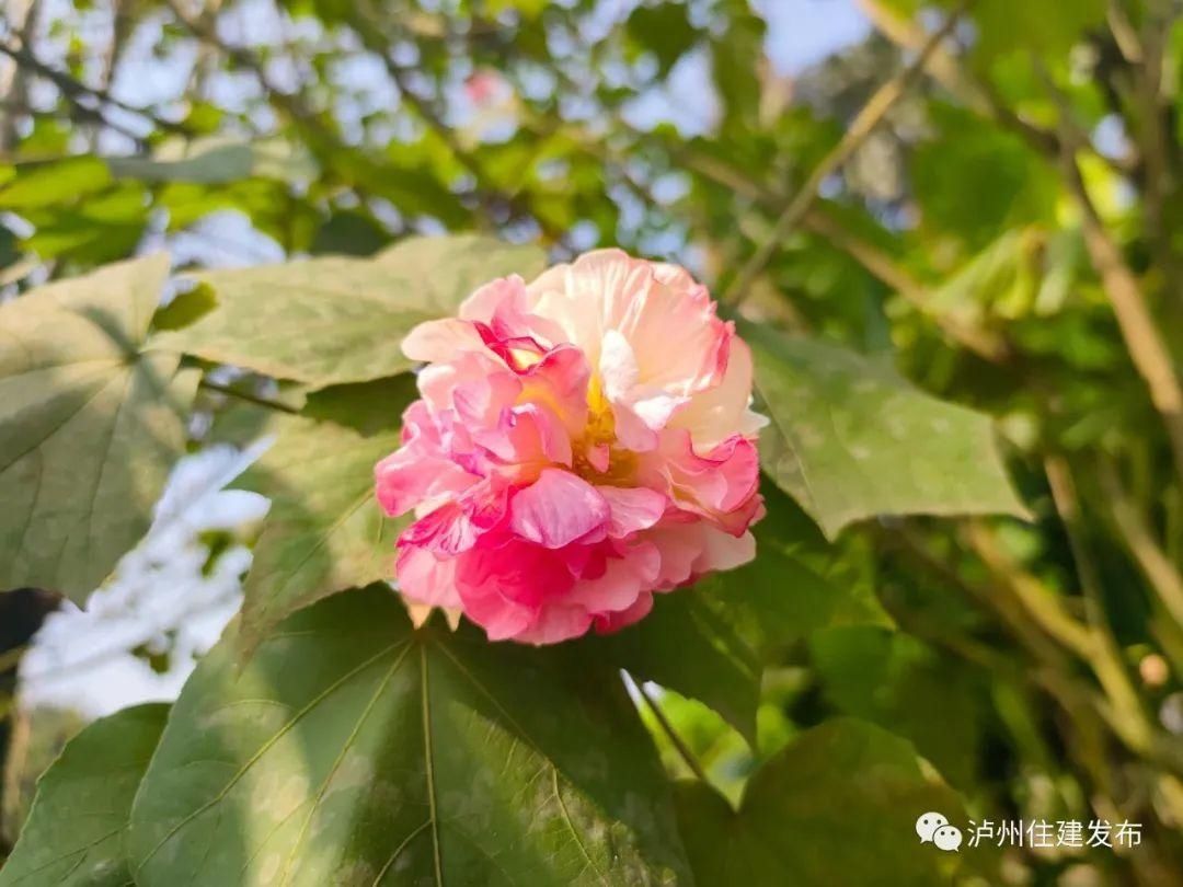  惊喜|十一月花事｜立冬后的惊喜，赏一树芙蓉花开！