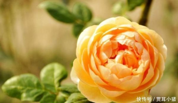 家中养花,试试3种漂亮的花,水果花香,四季开花不断,喜爆盆