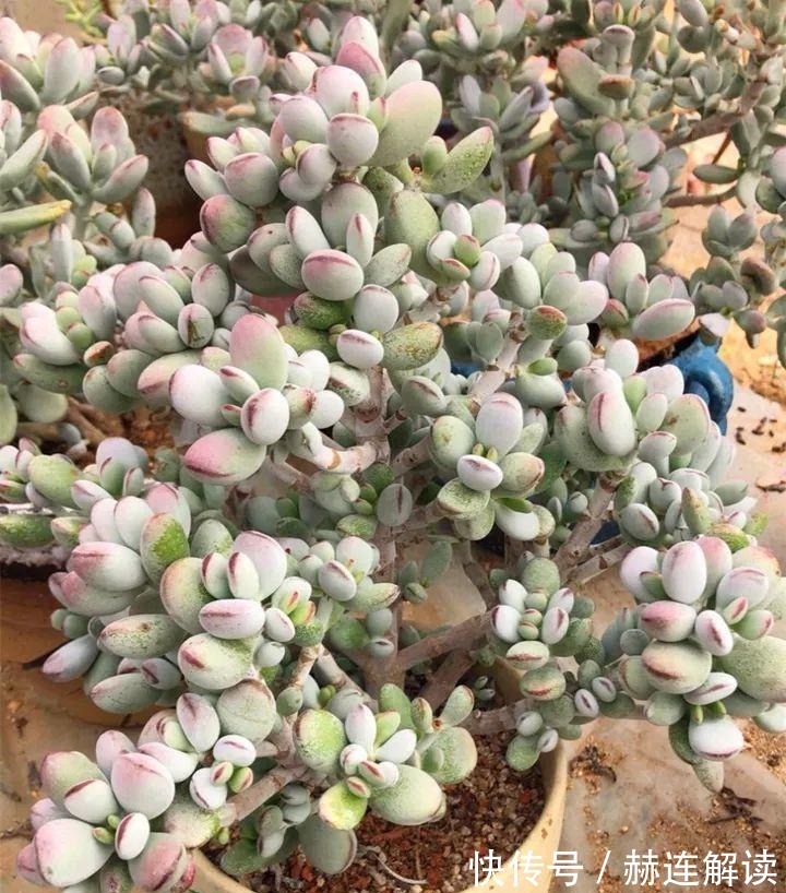 艾伦|姐姐养了9年的多肉,没有买肥就用它,个个长成精!