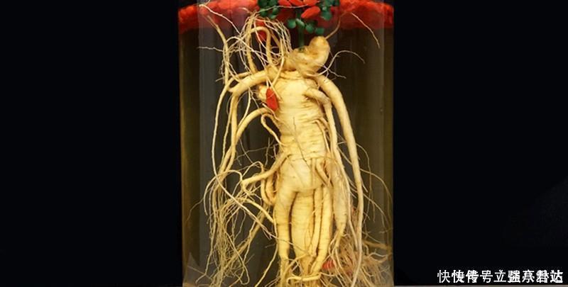 它被称为“百草之王”,大补元气还安神益智食用时要注意这些