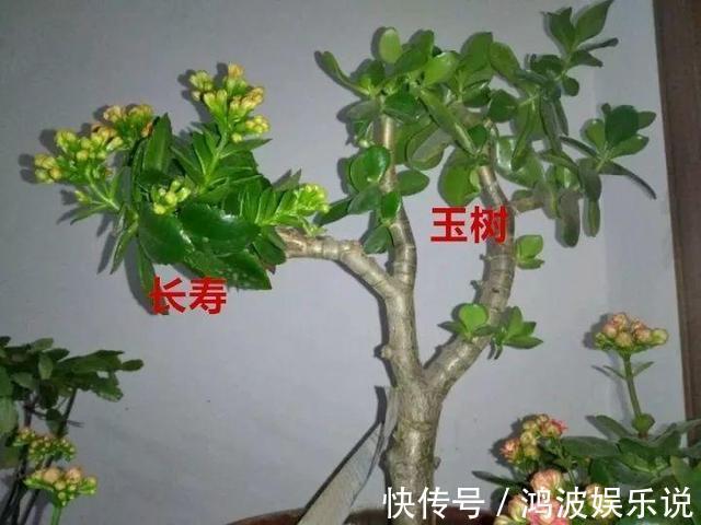 盆景|教你1招，让“长寿花”秒变老桩，开花越来越多，养好能做盆景