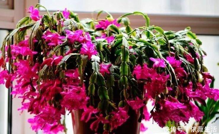 小齐|养蟹爪兰改掉3个“坏习惯”,叶片肥厚根系壮,一年开花好几次!