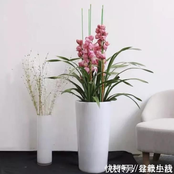 花友|养耐旱花,选4种准没错,浇水勤快反而不好