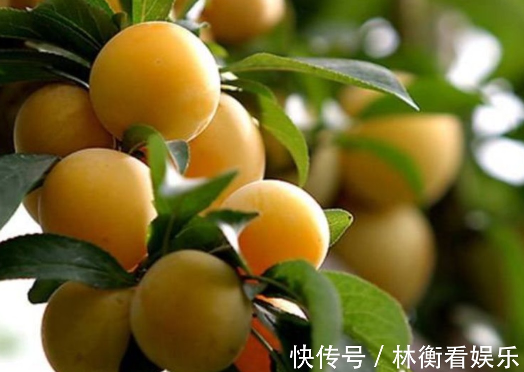 村民|村民种植一种李子,可以益气养阴生津,市场上很受喜欢