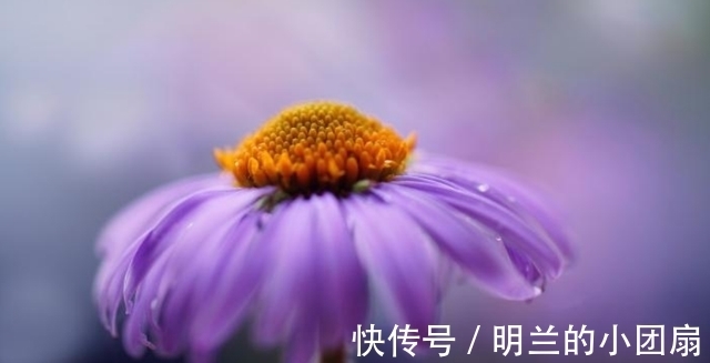 桃花|7月28号起，桃花绚烂，独爱一朵，姻缘美好，执手相伴，一世不分