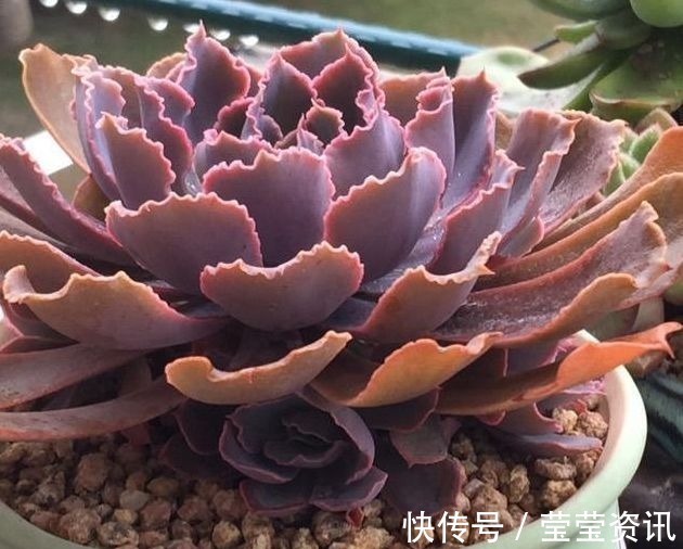 多肉|多肉植物移盆的2种方法，全方位解析哪种会更好，让多肉又肥又壮