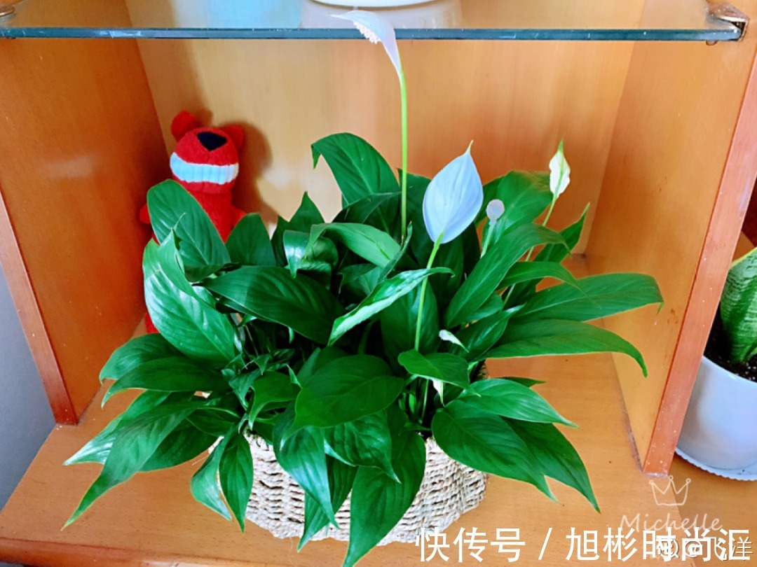 10种花，一天不见水就萎缩，狂补水就对了！