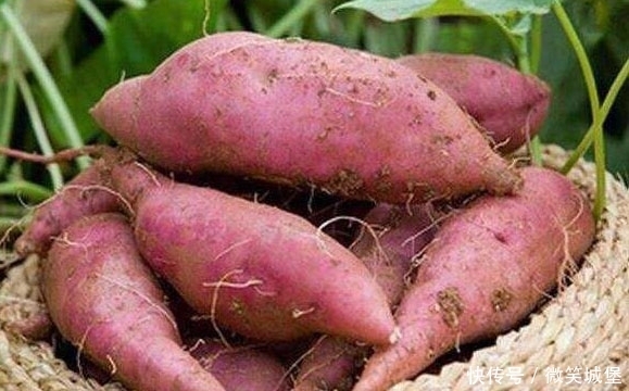 立春之后,買紅薯吃的遇見4種最好別買,為了健康別忽視