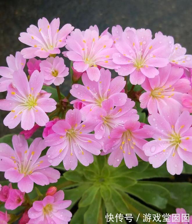 多肉露薇花，四季开花不停，你确定不养一盆