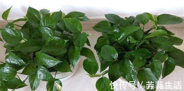 技巧|绿萝到底怎么浇水2个浇水技巧,学会浇水就能把绿萝养爆盆!