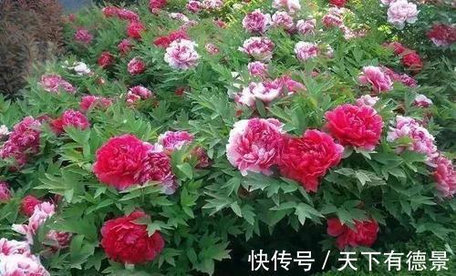 牡丹花|4种“富贵花”,南方养不好,北方能养几十年,爆成花树
