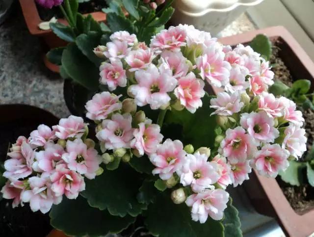 橡皮树|君子兰肥到流油,长寿花开不断,原来他用了这个小方法!