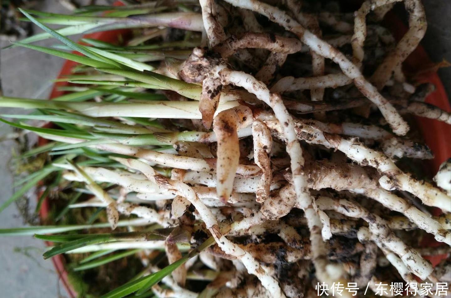 新手养兰花,搞清楚三个问题,少走五年弯路