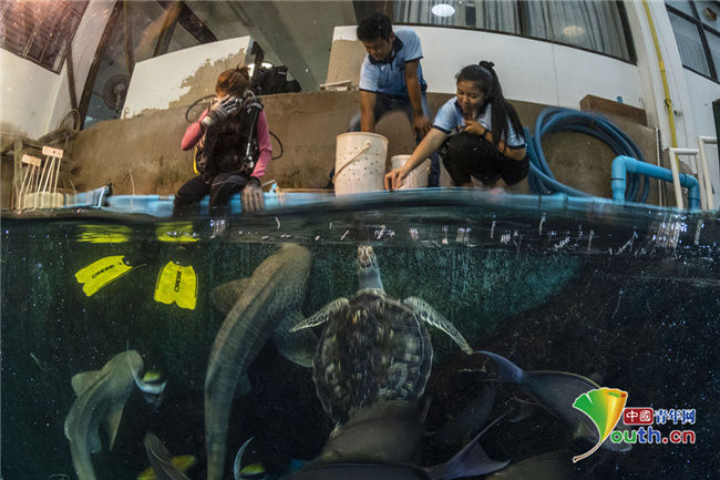 水族馆|泰国普吉岛于7月向海外游客开放 水族馆工作人员做开馆准备