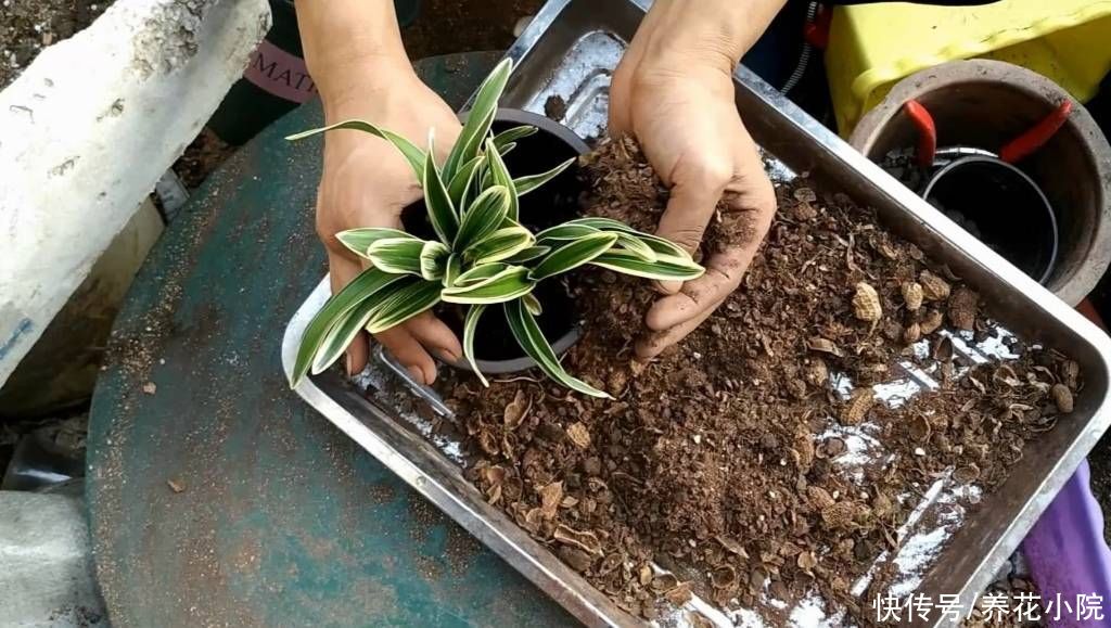 松针土|家里养花多，自制营养土，好用又省钱