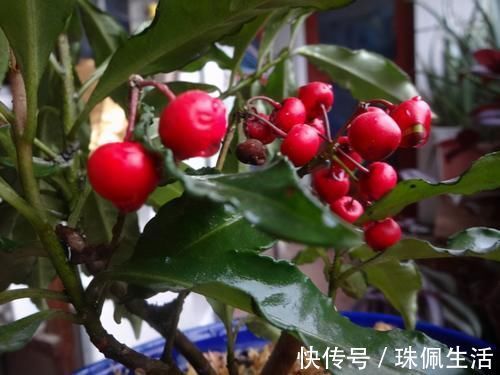 福气|年底养花，一盆红红火火添福气的“富贵籽”，你会养吗？