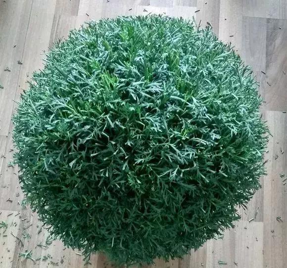 气温升高，玛格丽特有“3个喜好、1个害怕”，养好就是大花球