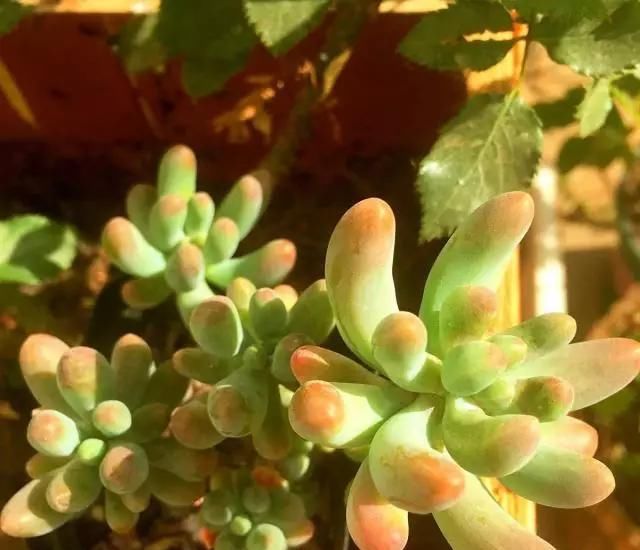 多肉八千代，“掉叶”，“干瘪”，教你“3招”，长成“小椰树”