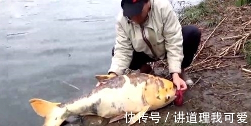 男子野外钓上一条“肥鱼”,没想到竟是这种鱼,最后却放生了