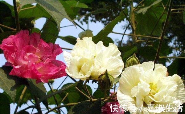 以下9种会变色的绿植,养上四五盆就能让阳台变得生动起来