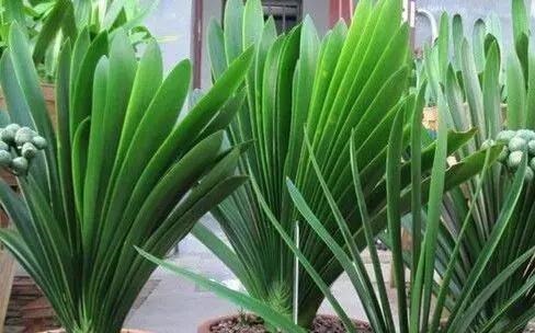 张大爷养君子兰,1年就用2种肥料,长的根旺叶绿,开花多、不夹箭