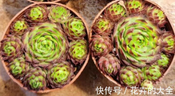 侧芽|新人养多肉植物观音莲，学会3个方法，枝繁叶茂，侧芽长爆盆