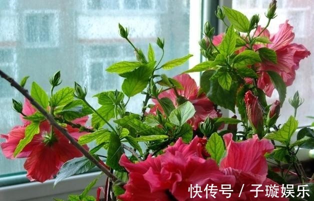 叶片|买的花卉“黄泥土”，教你换盆“小技巧”，叶片不发黄，生长旺盛