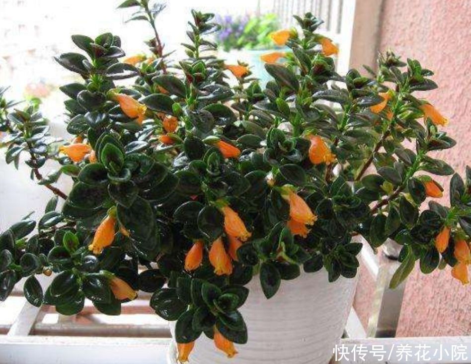 珍珠吊兰|4种花都叫吊兰，形态各不相同，你喜欢养哪一种呢？