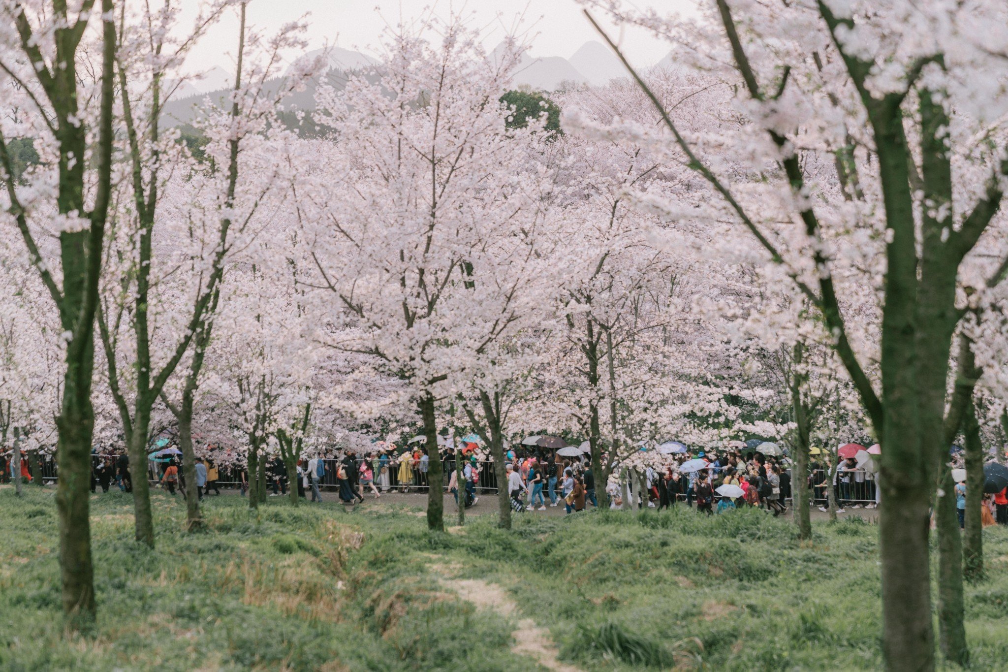 平坝樱花海，惊艳又浪漫