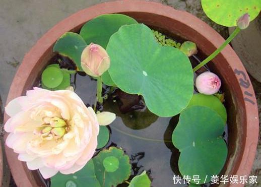 养殖|春天养花添新株，当盆栽4种花卉，寓意好、株型美又好养活