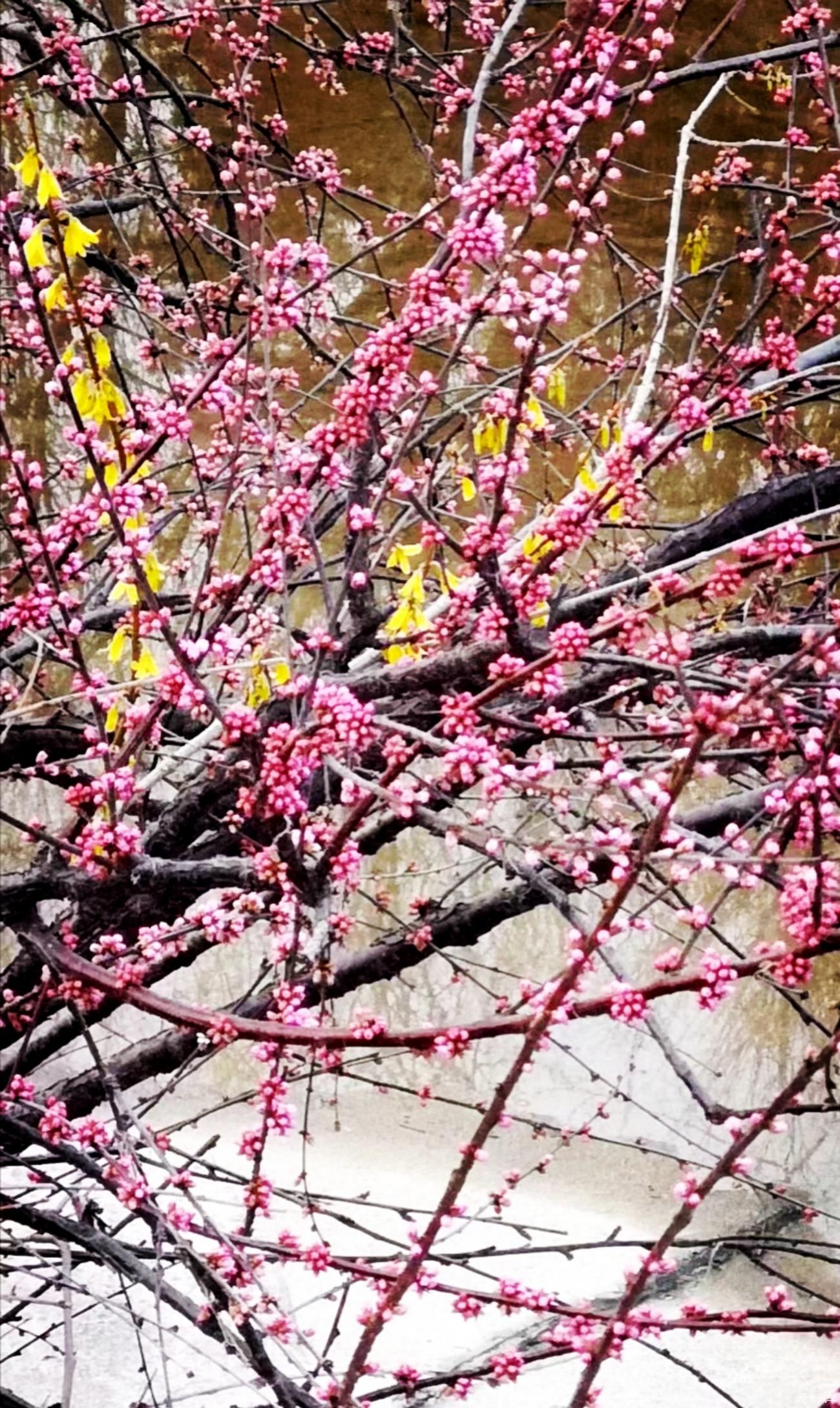 春来赏花忙，徘徊粉花乡。