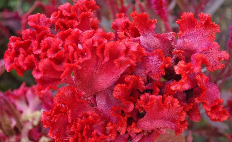 喜欢养护花色艳丽,花期长的花卉,就要知道的养护花卉的秘密,美