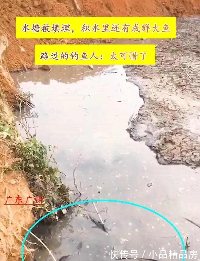 广州一水塘被填平,成群大鱼被困在泥水里无人捞,结果被活埋?