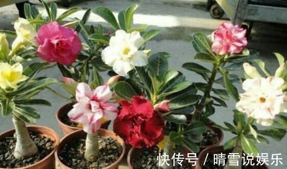 这9种花,特别适合新手养,越不浇水越爆盆,总有一款适合你!