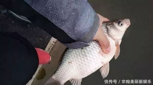 鲫鱼|钓鲫鱼,唯独这2种钓法“最狠”!