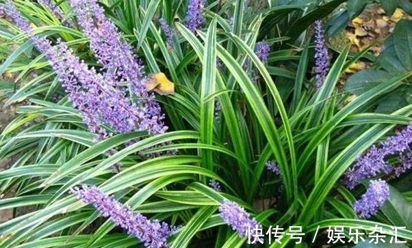养神芝#这植物,被鬼谷子誉为“养神芝”,是安神润肺的良药,遇到别错过