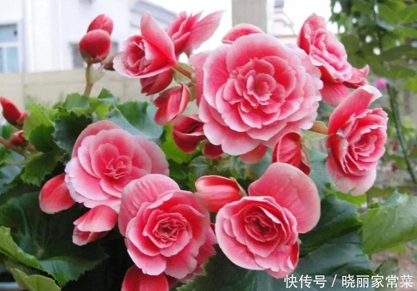 瓶瓶罐罐|养花很容易上瘾，一个“中毒太深”的花友自述，看完你还敢养花吗