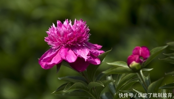 “上海赏花图鉴”：奇花异草都在这里呀