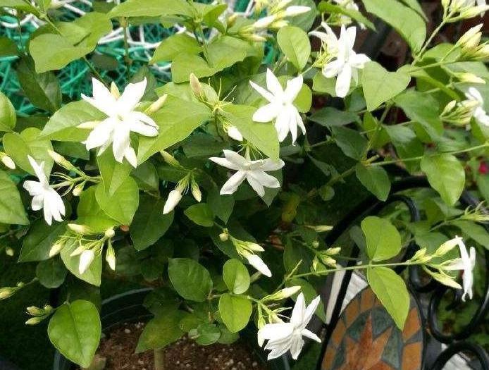 3种花枝条活性高,现在扦插正合适,15天就生根,当年就开花