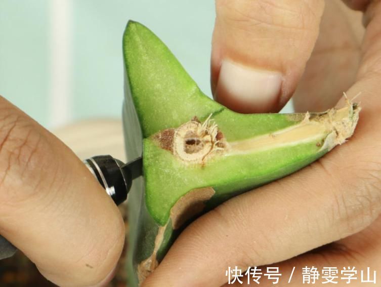 叶子|养护蟹爪兰，要注意8个要点，才能开出仙气飘飘花