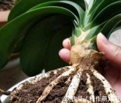 君子兰僵苗,萎靡不振,教你5招小技巧,快速恢复生长,实用