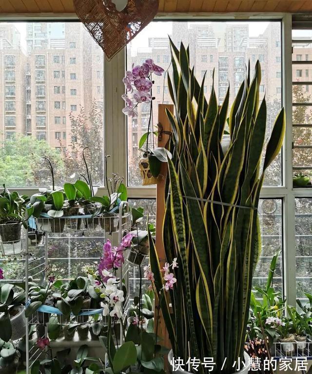 秋天养虎皮兰，必做四件事，少做一个可能会影响生长