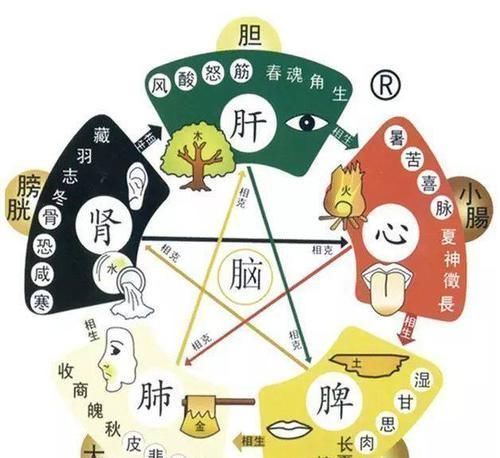 元气虚|老中医:如此养我们的心、肝、脾、肺,肾,能让五脏焕发活力