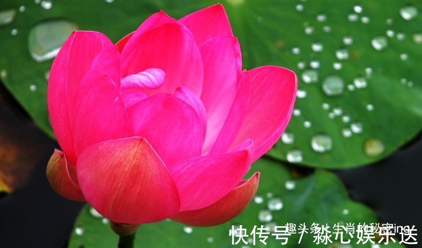 身材高挑|“命里带金”的三生肖,旺夫旺子旺家运,注定不是富婆就是少奶奶